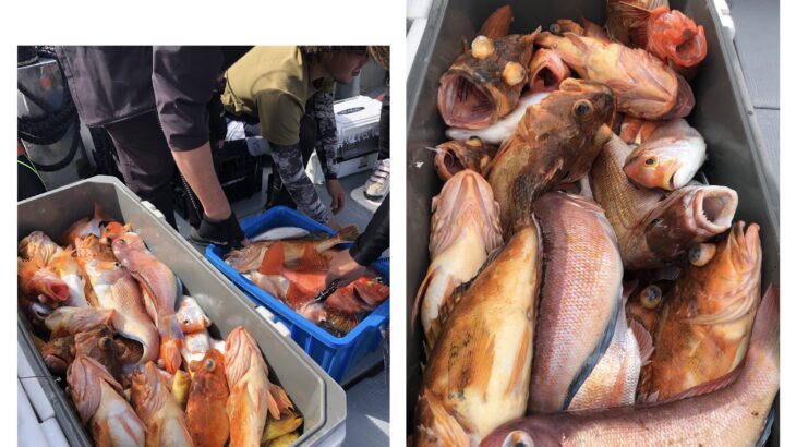 4月7日(日)『スロー・スピネギ』