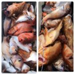 『お知らせ』6/2(日)隠岐の島スロー空きあります！