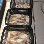 6月10日(月)『イカ釣り』