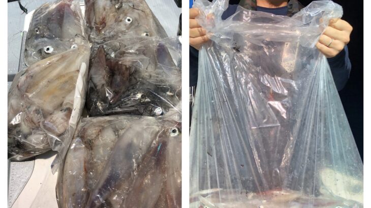 6月26日(水)『イカ釣り』