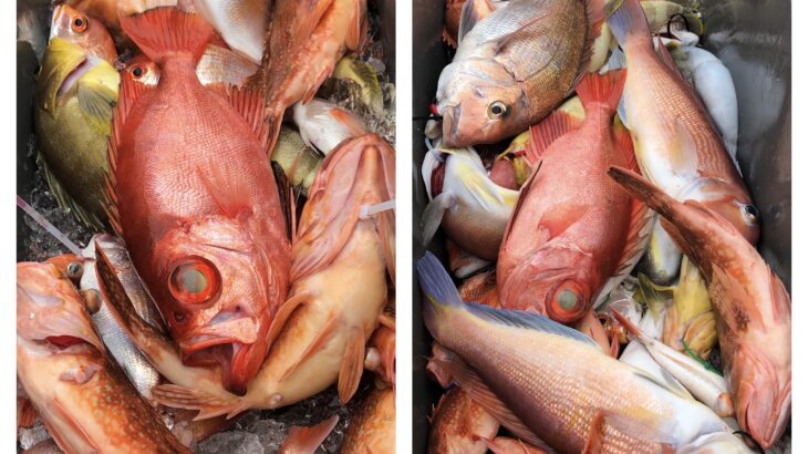 6月27日(木)『隠岐の島スロー・スピネギ』