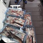 6月28(金)『イカ釣り』