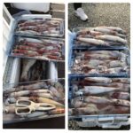 7月26日(金)『イカ釣り22時出船便』