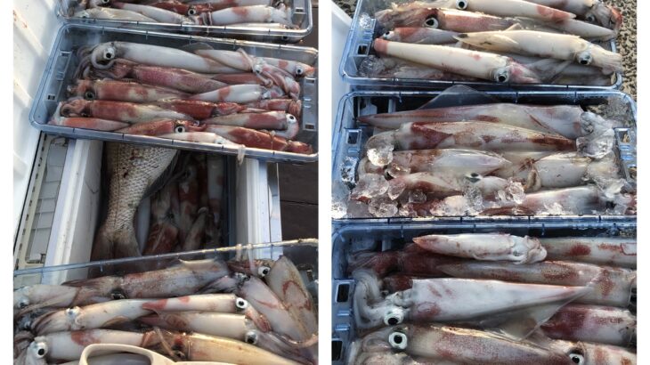 7月26日(金)『イカ釣り22時出船便』