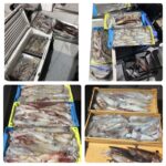 8月4日(日)『イカ釣り』