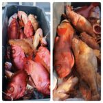 9月8(日)『隠岐の島スロー・スピネギ』