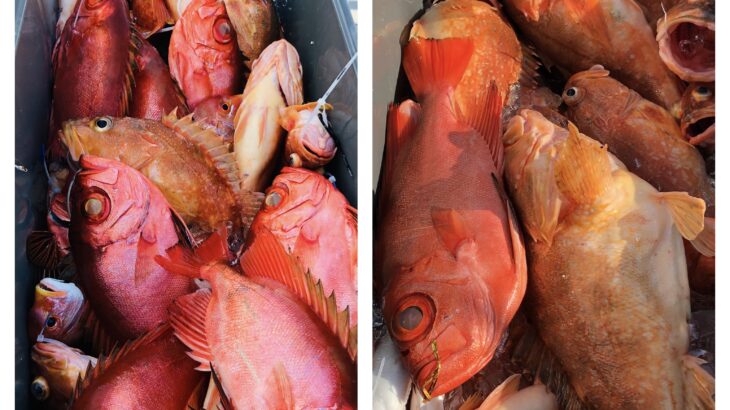 9月8(日)『隠岐の島スロー・スピネギ』