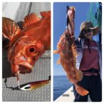 9月13日(金)『隠岐の島スロー・スピネギ』