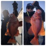 11月12日(火)『隠岐の島スロー・スピネギ』