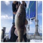 11月15(金)『隠岐の島タラジギ』