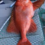 7/13(日)『隠岐の島ジギング、スロー・スピネギ』