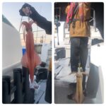 7/22(火)『白イカ・イカメタル・オモリグ』