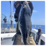 8/15(金)『隠岐の島スロー・スピネギ』『白イカ・イカメタル』