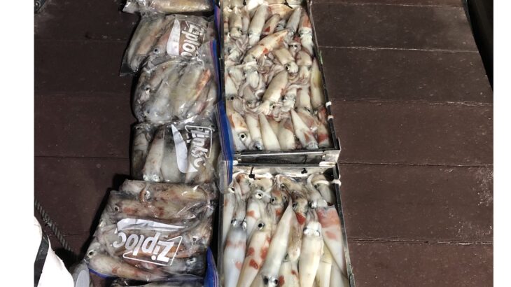 9/1(月)『白イカ・メタルジギング』