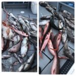 9/14〜9/15『一泊二日隠岐の島秘境エリアジギングツアー』